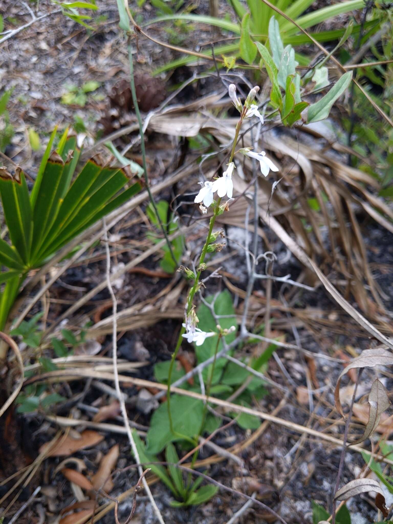 Imagem de Lobelia paludosa Nutt.