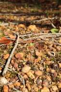 Imagem de Drosera lasiantha Lowrie & Carlquist