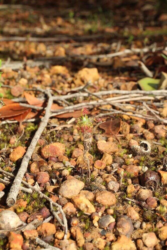 Imagem de Drosera lasiantha Lowrie & Carlquist