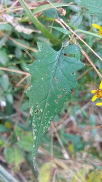 Image of Senecio scandens var. incisus Franch.