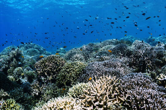 Image of Stony coral