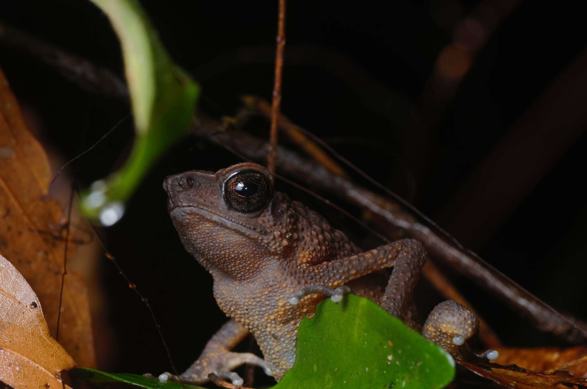 Image of Ansonia leptopus (Günther 1872)