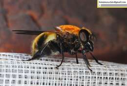 Image of Volucella jeddona Bigot 1875