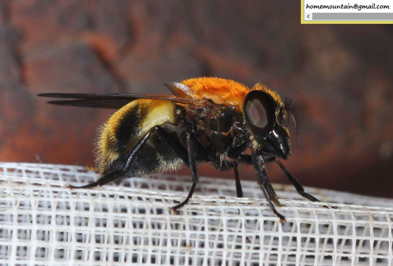 Image of Volucella jeddona Bigot 1875