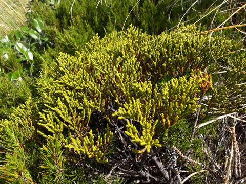 Image of Veronica tetragona subsp. subsimilis (Col.) Garn.-Jones