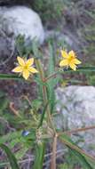 Image of Organ Mountain blazingstar