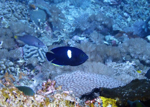 Image of Black Angelfish