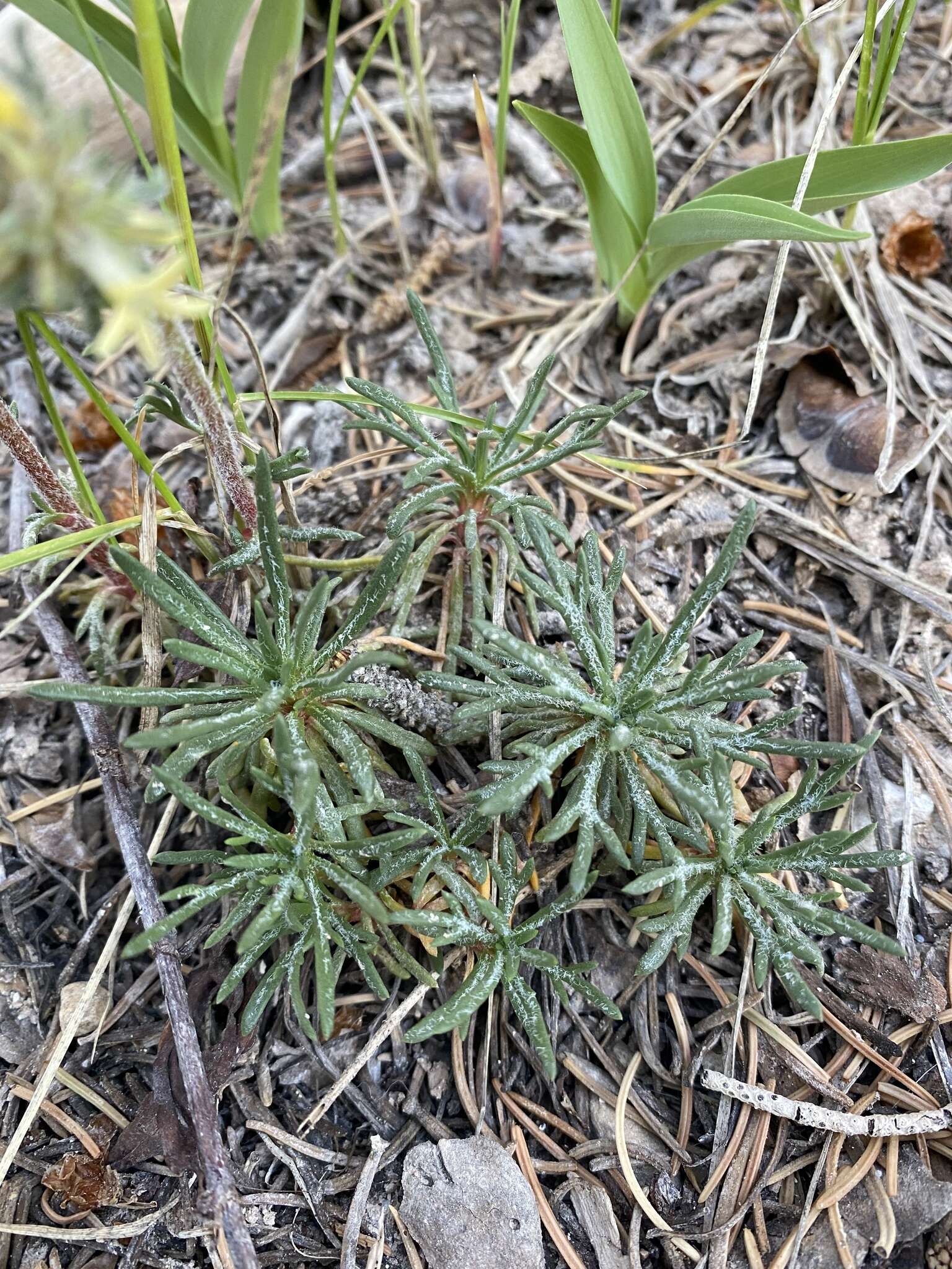 Sivun Ipomopsis spicata subsp. tridactyla (Rydb.) D. Wilken & R. L. Hartman kuva