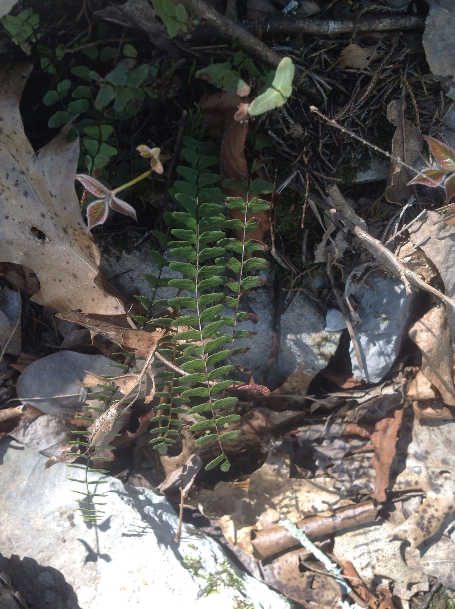 Image of blackstem spleenwort