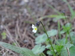 Image of Dwarf Pansy