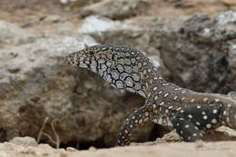 Image of Perentie