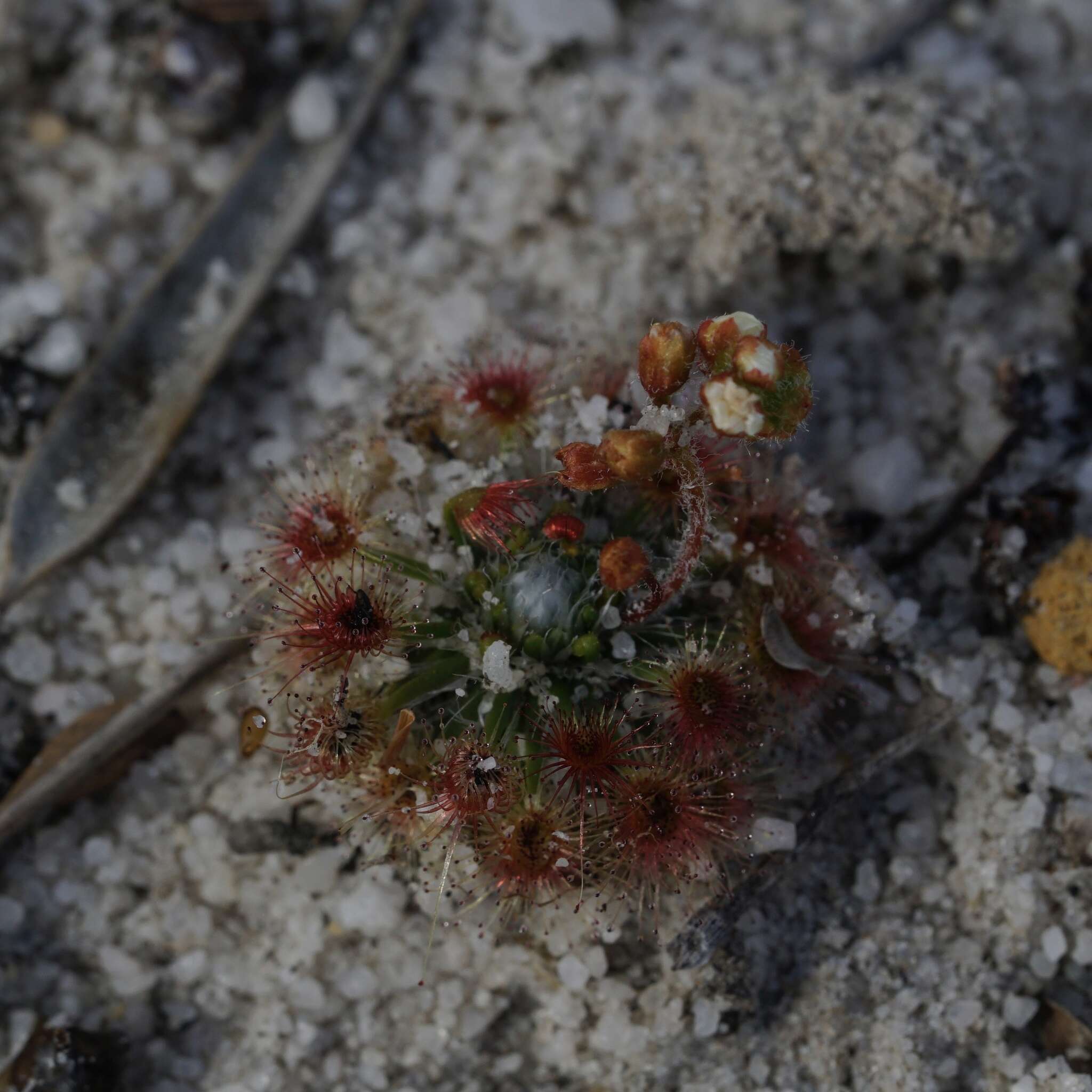 Image de Drosera trichocaulis