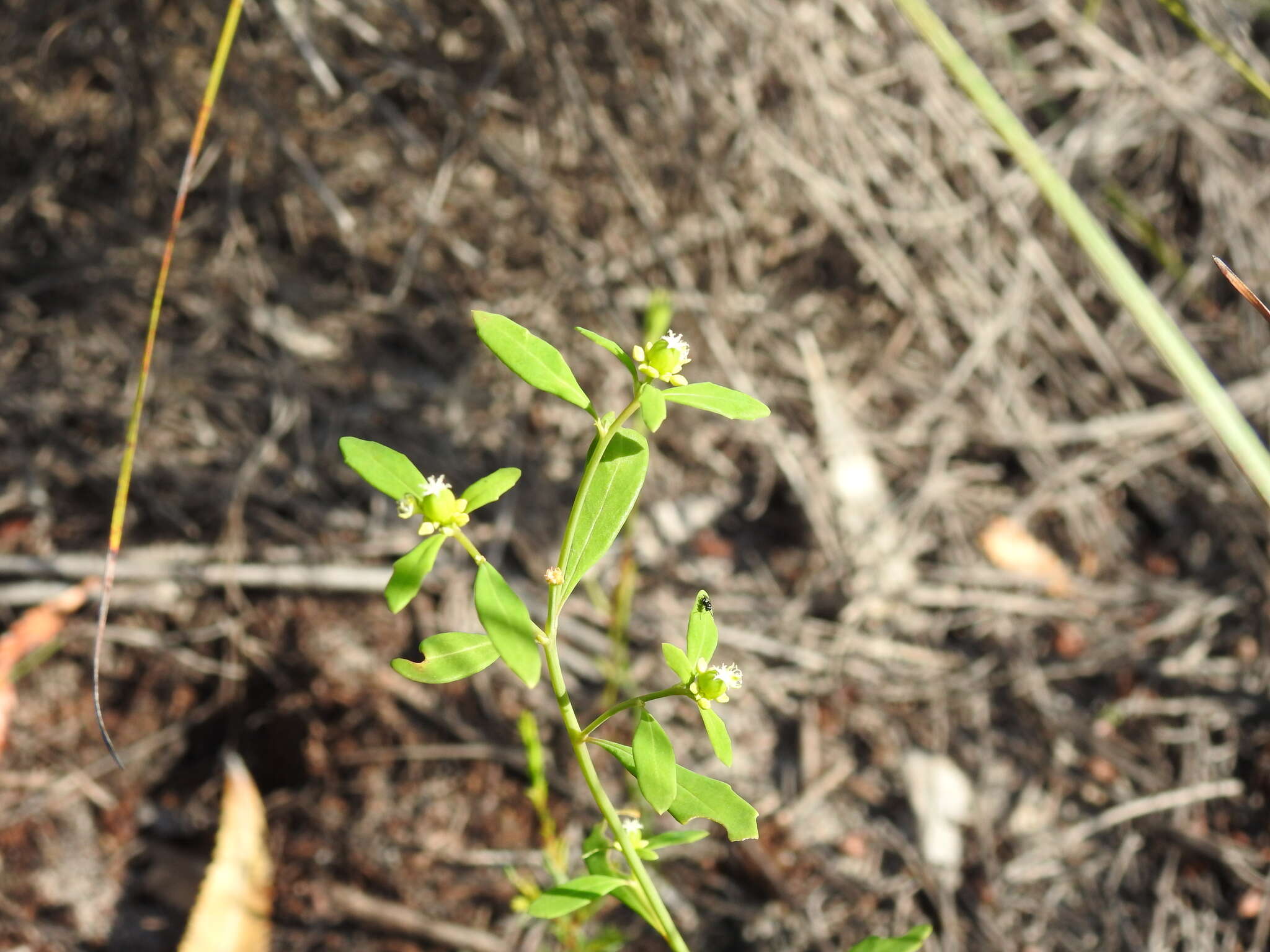 Monotaxis macrophylla Benth. resmi