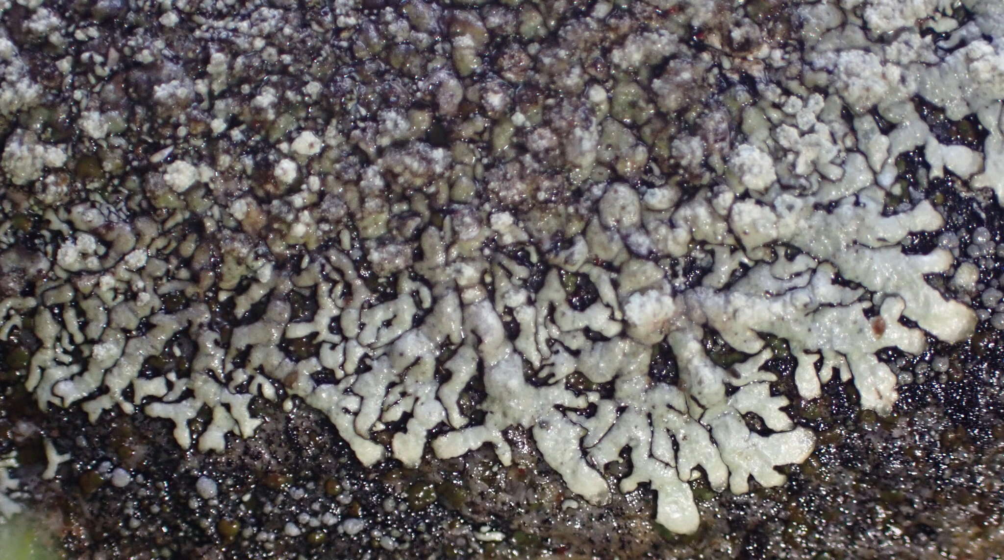 Image of Mougeot's xanthoparmelia lichen