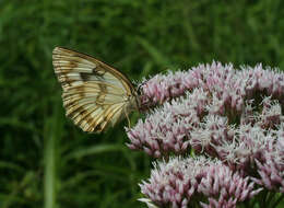 Image of Melanargia halimede Ménétriés 1859