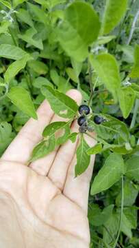 Solanum aloysiifolium Dun.的圖片