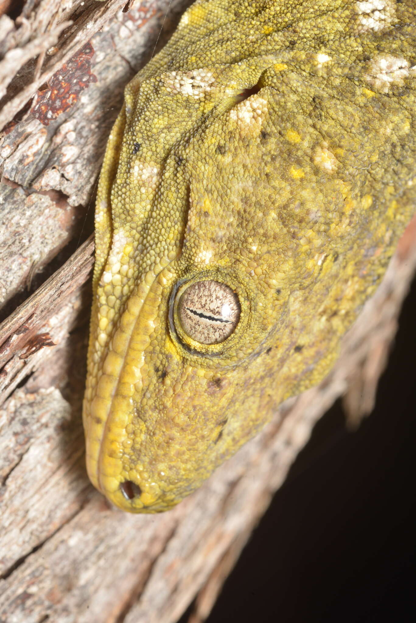 Image of New Caledonia Giant Gecko