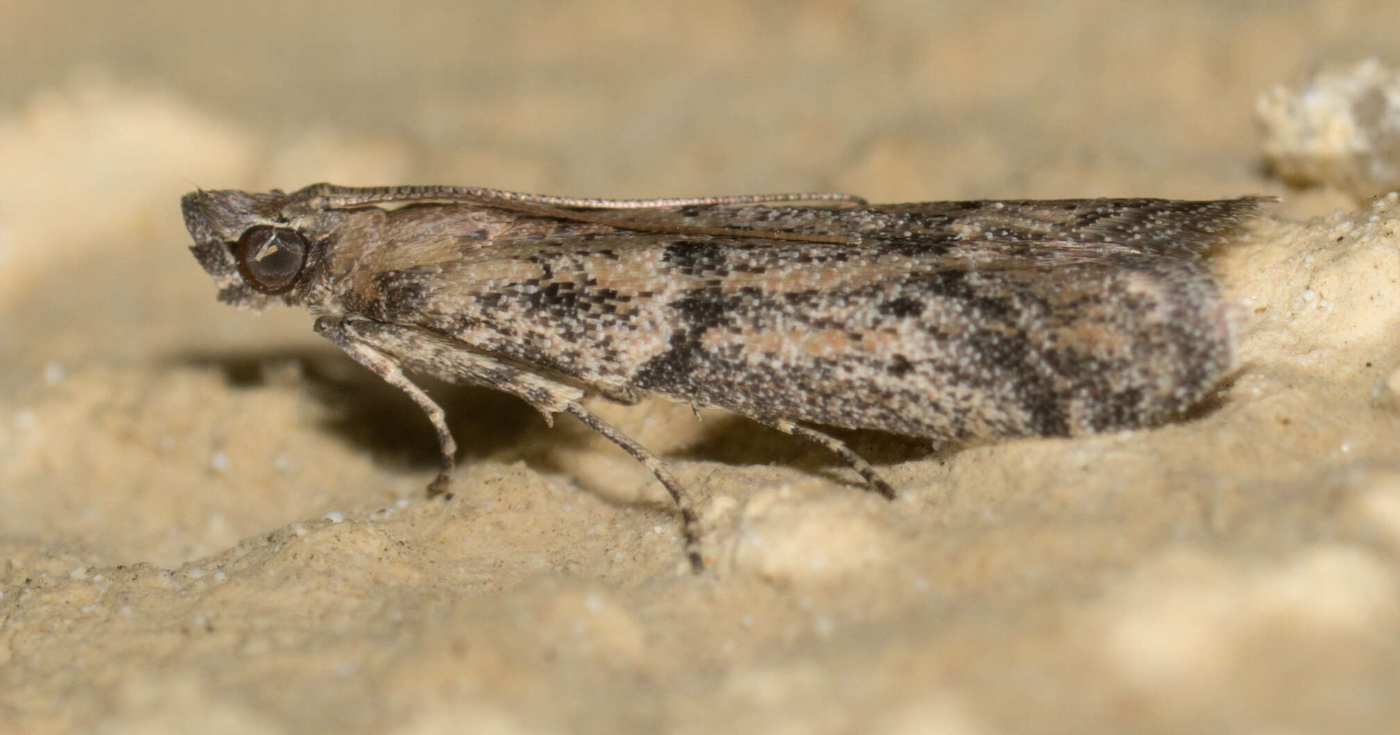 Image of Moth