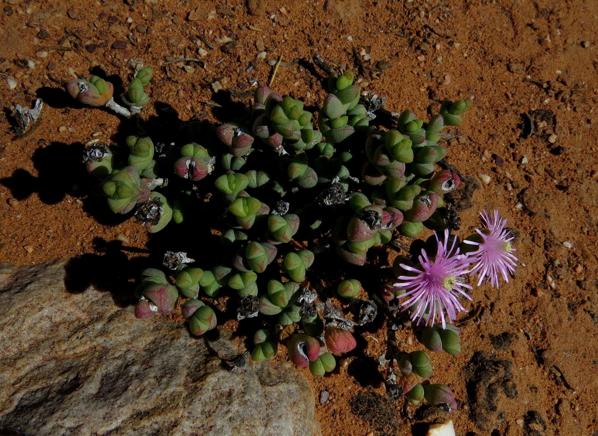 Image of Octopoma quadrisepalum (L. Bol.) H. E. K. Hartm.