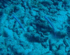 Image of Blue hana goby