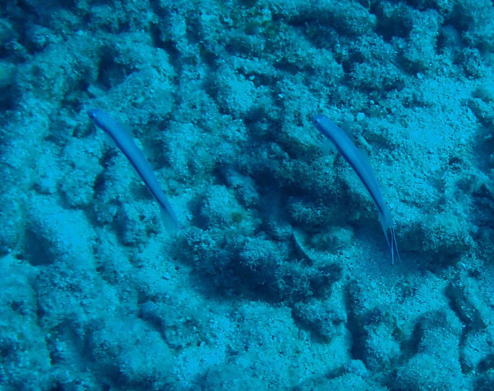 Image of Blue hana goby