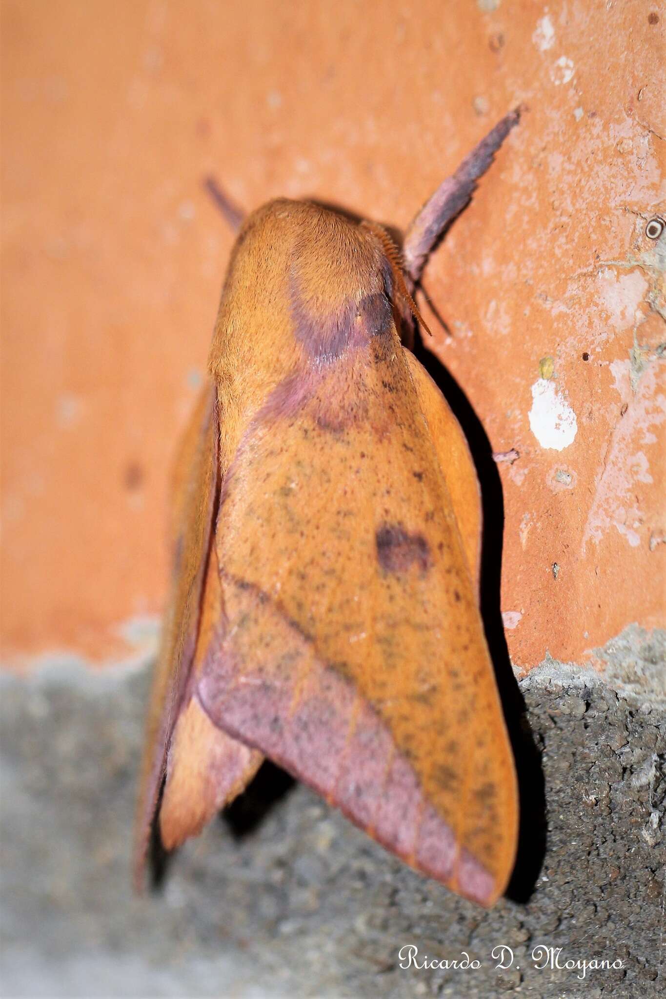 Image of Adeloneivaia apicalis