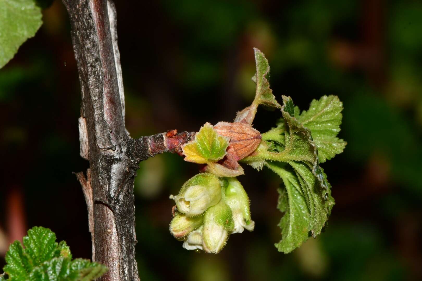 Image of Ribes neglectum Rose