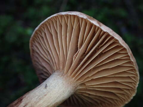 Image of Hygrophorus erubescens (Fr.) Fr. 1838