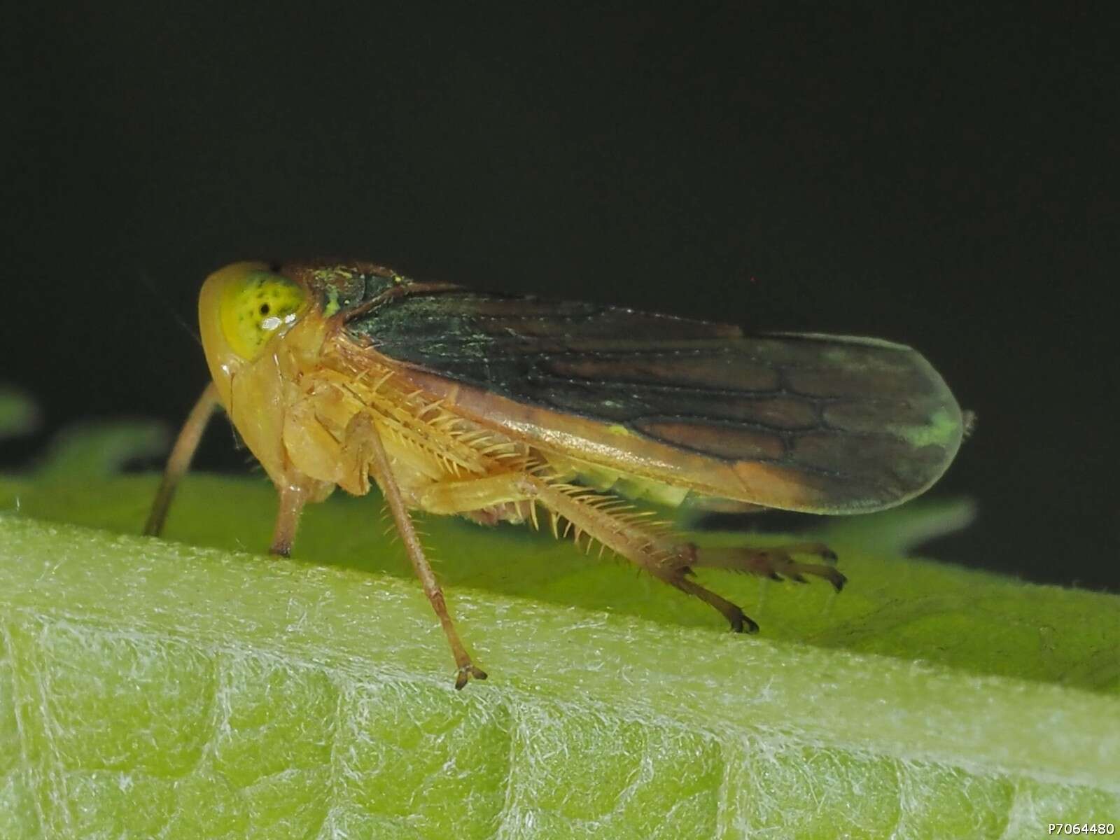 Image of Jikradia melanotus Spångberg 1878