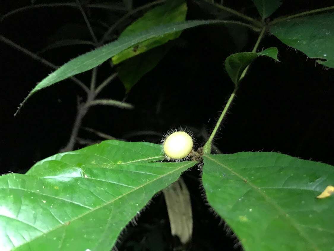 Image of Cordia nodosa Lam.