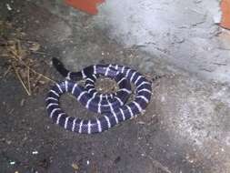 Image of Many-banded Krait