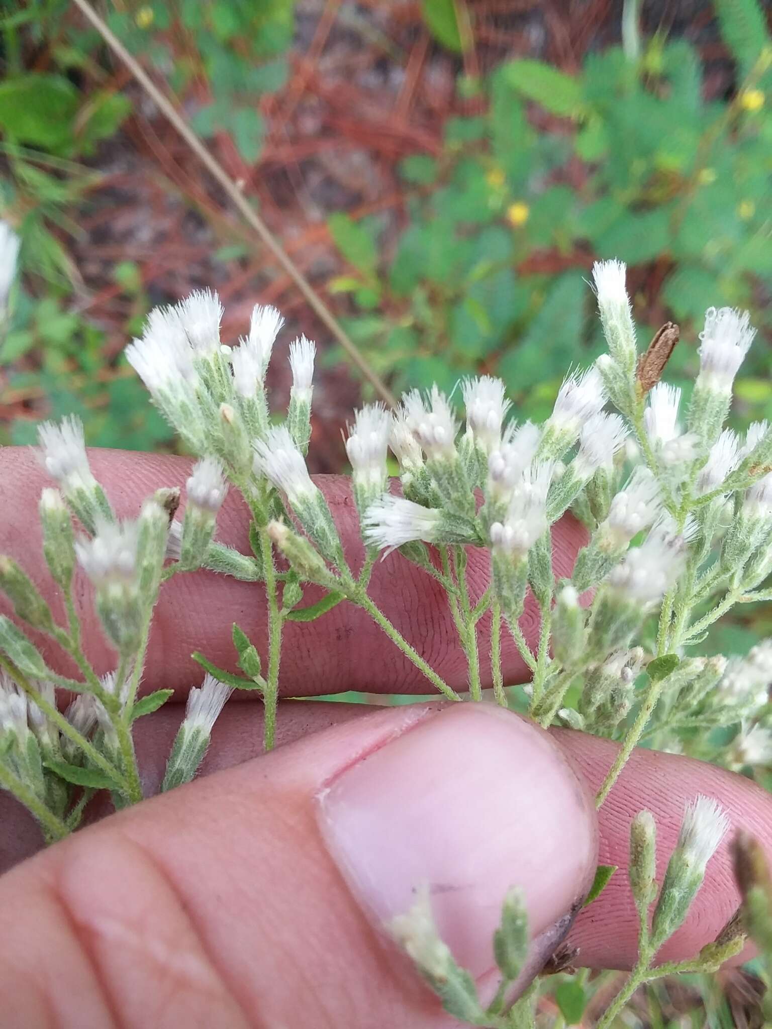 Image of waxy thoroughwort