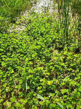 Image of Guayanan Water-Clover