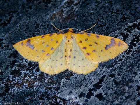 Image of Orthoclydon chlorias Meyrick 1883