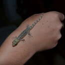 Image of Seychelles Surprise Gecko
