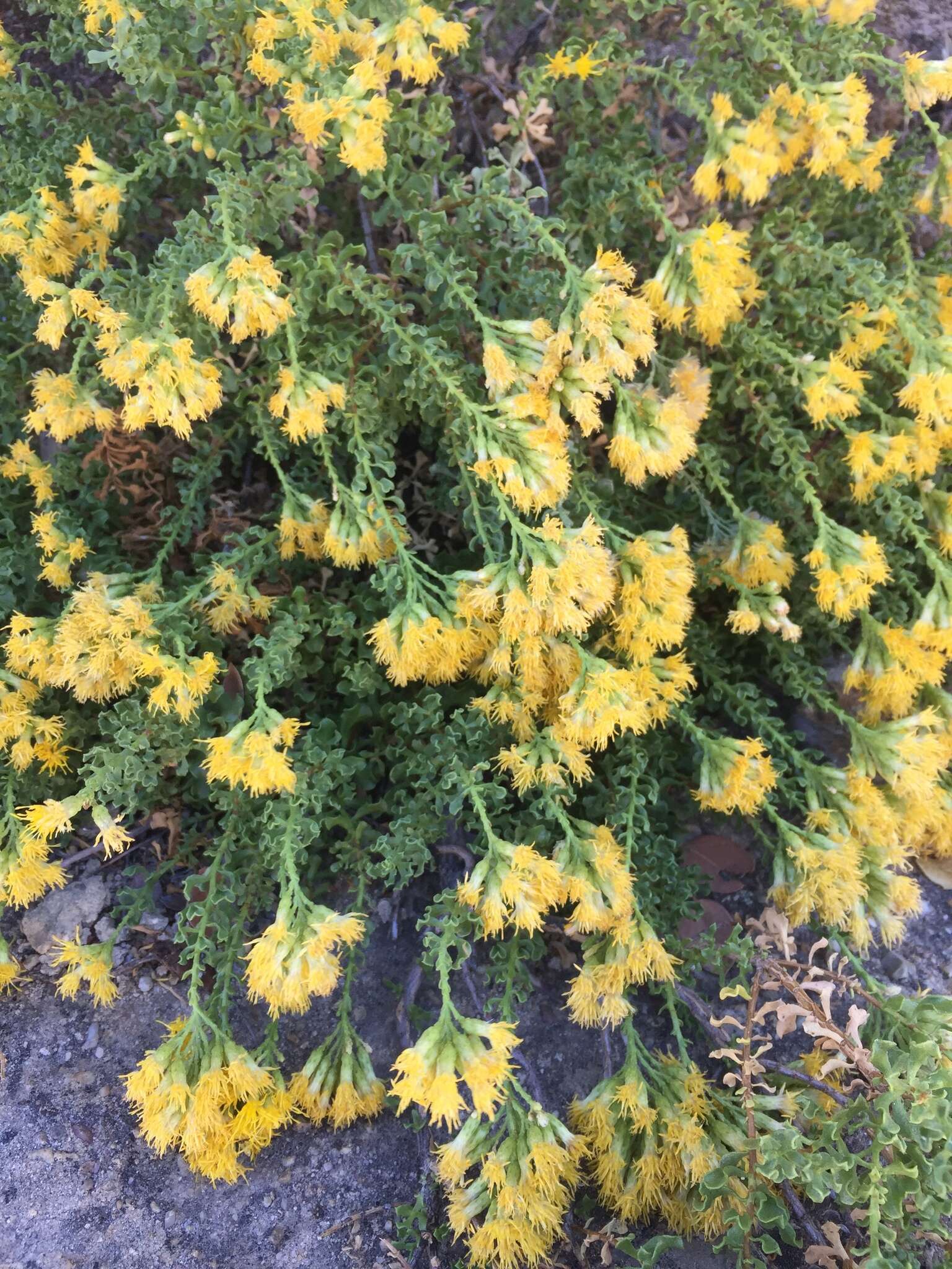 Image of Rock Goldenbush