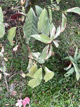 Imagem de Excoecaria cochinchinensis Lour.