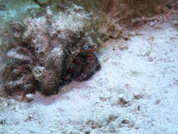 Image of stareye hermit crab