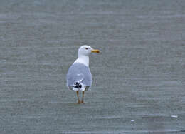 Image of Caspian Gull