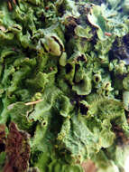 Image of <i>Pseudocyphellaria montagnei</i> (C. Bab.) D. J. Galloway & P. James