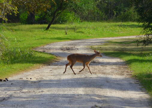 Image of South American Brown Brocket