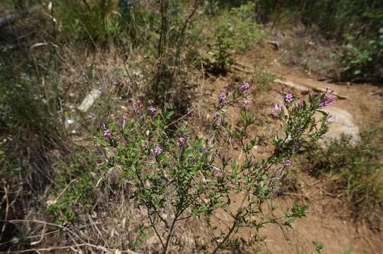 Leptodermis oblonga Bunge resmi