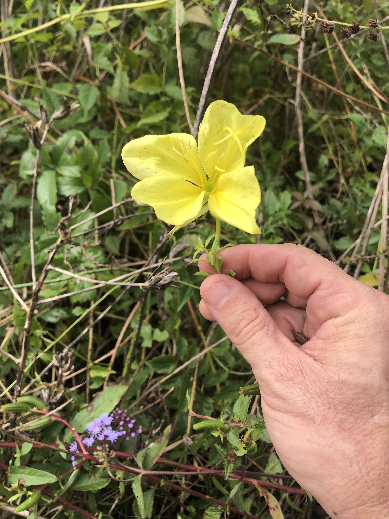 Imagem de Oenothera grandiflora L'Her