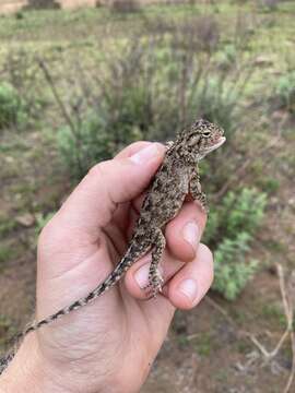 Image of Agama aculeata distanti (Boulenger 1902)