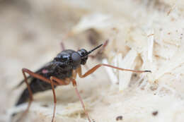 Imagem de Xylophagus decorus Williston 1885