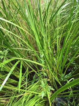 Imagem de Acorus calamus var. americanus Raf.