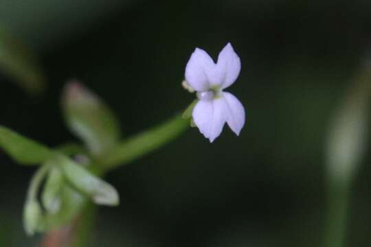 Image of Stylidium alsinoides R. Br.