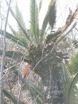 Image of Cycad