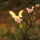 Image of Beautiful donkey orchid