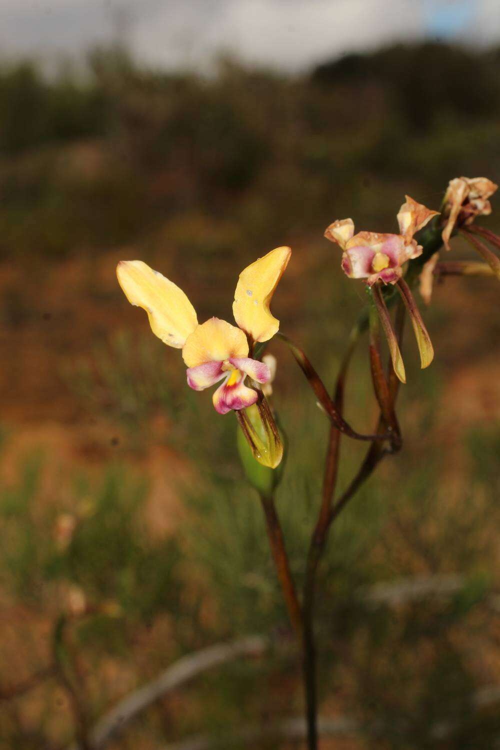 Image of Beautiful donkey orchid